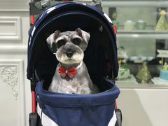 雪纳瑞美容-BABYDOG宝贝狗宠物乐园(欧洲城店)