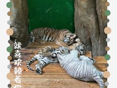 -广州长隆野生动物世界