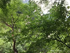 -青峰峡国家森林公园