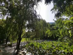 -莲湖公园