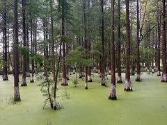 -艾溪湖湿地公园