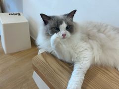 -有喵·猫咖·狗咖·40+猫狗有小奶狗(岗厦店)