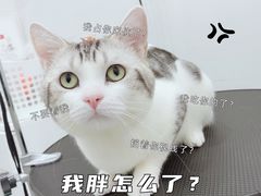 -1013 PET SHOP精品宠物商店(丁香店)