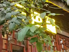 -三色堇(小通巷店)