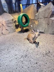 -酷嗒动物文化乐园(cutezoo西溪乐天城店)