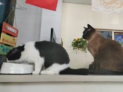 -猫小院猫主题餐厅(南锣旗舰店)