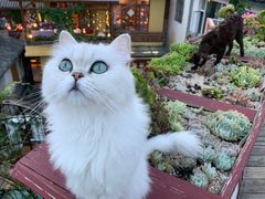 -喵屿·大理花园猫咖