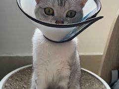 -创凡宠物医院·骨专科  猫科中心(西乡分院)