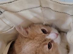 -伟伟宠物医院·CT影像中心·瑞派犬猫综合性门诊(汉口总院)