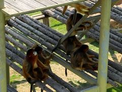 -西霞口神雕山野生动物世界