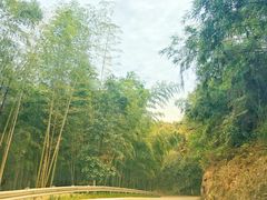 -广州市石门国家森林公园