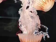 -欢乐海岸海洋奇梦馆