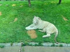 -北京野生动物园