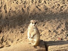 -北京野生动物园