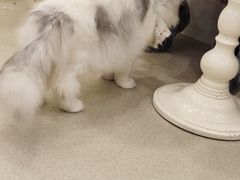 -共舞时光猫咖·狗咖(新街口店)