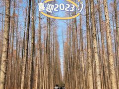 -东平国家森林公园