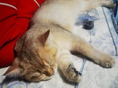 -lincat·猫舍(广州店)