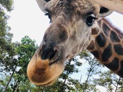 -清迈夜间动物园