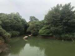 -桃花岛景观公园