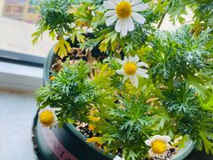 -咱家王新国把子肉(县东巷店)