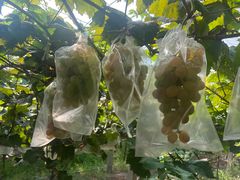 -马陆小张葡萄园农家乐