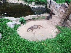 -清迈夜间动物园