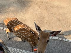 -清迈夜间动物园