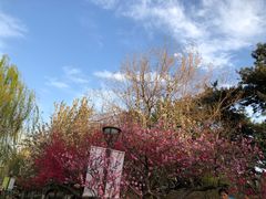 -海棠花溪(元大都城垣遗址公园)