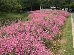 -花开海上生态园