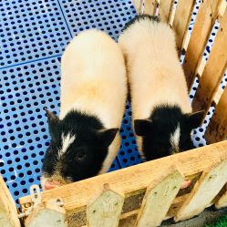 -萌宠亲子动物乐园(槐房万达店)