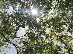 -王顺山国家森林公园