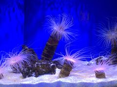 -上海海洋水族馆