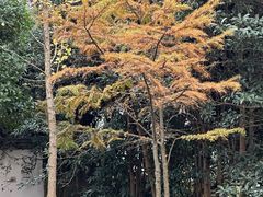 -上海佘山国家森林公园天马山园