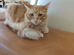 -藏猫猫咖啡主题馆(中央大道店)