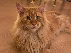 -猫腻·猫咖·撸猫馆(星光大道店)