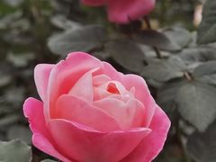 -香蜜公园