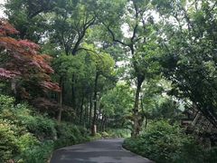 -龙井村