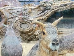 -大连森林动物园