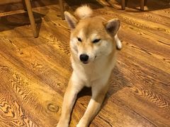 -柴务处·柴犬主题狗咖