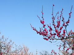 -香雪海