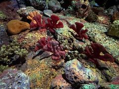 -上海海洋水族馆