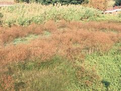 -广东花都湖国家湿地公园