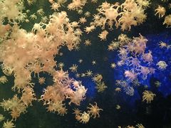 -珠海长隆海洋王国