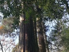 -东天目山风景区