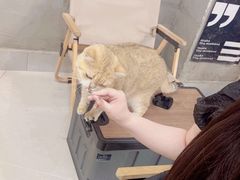 -Heymao猫咖.咖啡厅(东门店)