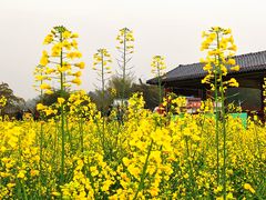 -红山村