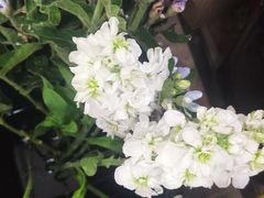-雪蔓之鲜花气球派对(家佳源时代中心店)