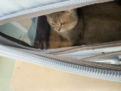 -瑞派·关忠动物医院·猫专科·犬专科(三环新城店)