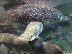 -太平洋海底世界