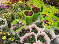-双季花艺园艺市场(浦东店)